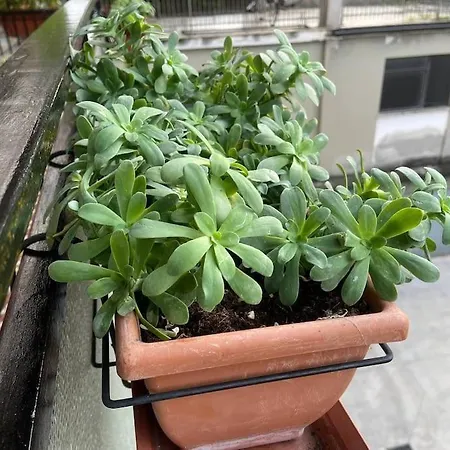 Spazioso In Centro Πιατσέντζα